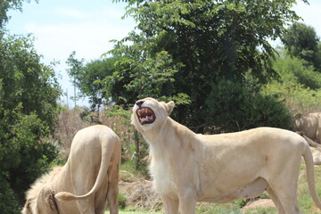 Rhino and Lion Nature Reserve, Krugersdorp, South Africa.