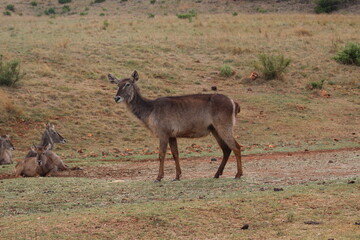 Rhino and Lion Nature Reserve, Krugersdorp, South Africa.