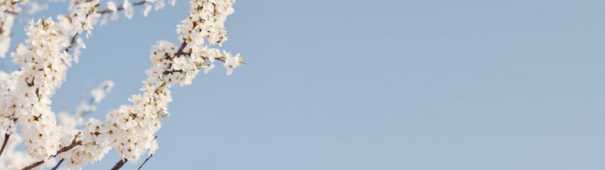 Banner blossom tree branches on blue sky background with place for text