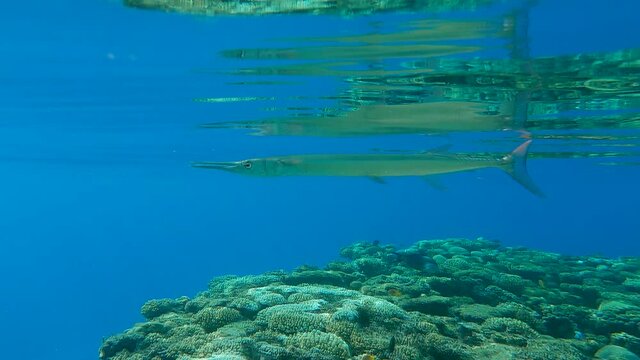 Close-up of Needlefish slowly swims under surface of the blue water reflecting from the water surface. Slow motion