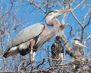 Blue Heron photo stock.   Birds close-up profile view on the nest, displaying their blue plumage feathers, fluffy wings, with a blue sky blur background in their habitat. Picture. Image. 