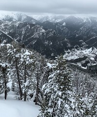 Fototapeta premium snow covered trees