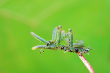 Sawfly larvae nibble on green leaves, North China