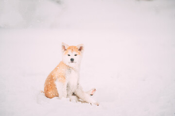 Beautiful Puppy Of Akita Dog Or Akita Inu, Japanese Akita Funny Sitting In Snow Snowdrift At Winter Day. The Akita Is A Large Breed Of Dog Originating From The Mountainous Northern Regions Of Japan