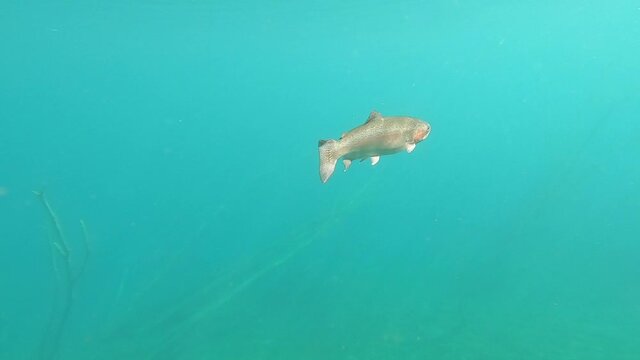 Einzelner Fisch Forelle schwimmt in See mit Unterwasser Wald und taucht auf zum Luft schnappen