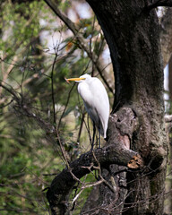 Great White Egret Photo. Close-up profile view perched on a branch with a blur background displaying white feathers plumage in its environment and habitat. Picture. Image. Portrait.
