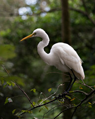Great White Egret Stock Photo. Close-up profile view perched on a branch with a blur background displaying white feathers plumage in its environment and habitat. Image. Picture. Portrait.