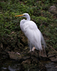 Great White Egret Photo. Close-up profile view standing on a moss rock with a foliage background displaying beautiful white feathers in its environment and habitat. Picture. Image. Portrait.