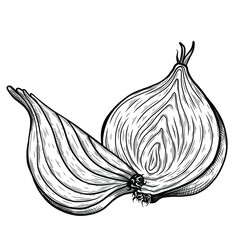 Vector sketch illustration of cutted onion drawing isolated on white. Engraved style. Ink. natural business. Vintage, retro object for menu, label, recipe, product packaging