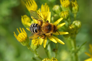 Pantaloon bee or hairy-legged mining bee (Dasypoda hirtipes), family Melittidae on the flowers of common ragwort (Jacobaea vulgaris). Family Mints (Asteraceae or Compositae). July, in a Dutch garden