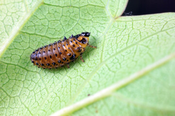 Leaf beetles inhabit wild plants in North China