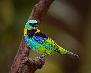 A multicoroed songbird perched on a tree branch