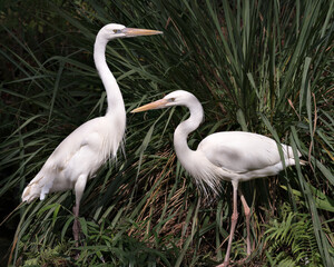 White Heron stock photo. White Heron couple interacting with a close-up profile view displaying white feather plumage, with foliage background in their environment and habitat. Love Bird.