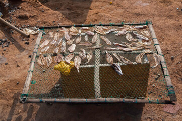 Fische sind zum trocknen auf ein Gitter gelegt