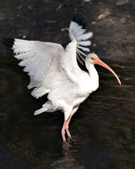 White Ibis Photo. Image. Portrait. Picture.  Spread wings. Standing in the water. White color feathers.