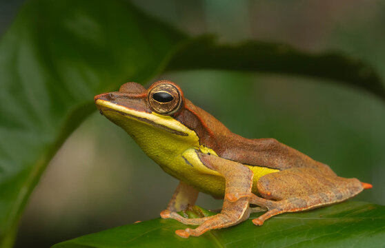 frog on a leaf