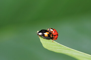Fototapeta premium Ladybugs mate on weeds, North China Plain