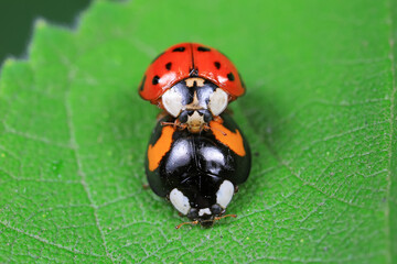 Ladybugs mate on weeds, North China Plain