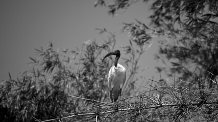 Ranganathittu bird sanctuary:Black-headed ibis (Threskiornis melanocephalus), also known as the Oriental white ibis, Indian white ibis, and black-necked ibis resting on a dead bamboo tree branch