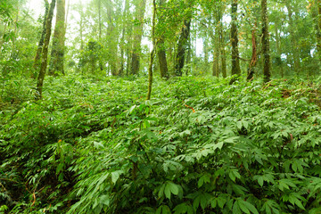Incredible tropical green forest view with sun flare in morning.
