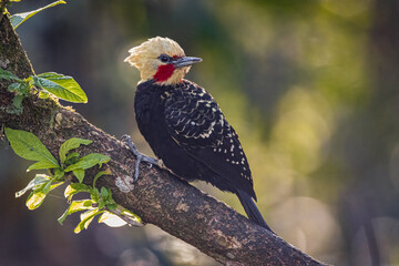 A yellow-headed woodpecker perched on a tree branch