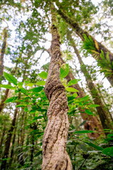 Beautiful, dense vegetation from the cloud-forests
