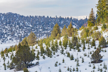 The mountain with pine tree in Turkey.