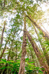 Beautiful, dense vegetation from the cloud-forests
