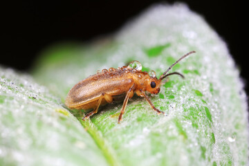 Leaf beetles inhabit wild plants in North China