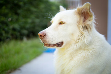 Close up of white dog, white Swiss shepherd