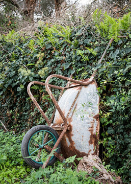 A rusty wheel barrow in the garden
