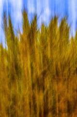 Obraz premium Barrido abstracto para fondo bosque amarillo azul naranja