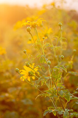 Tithonia diversifolia  (Mexican Sunflower)