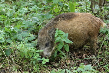 Wild Boar (Sus scrofa)  Western Pomerania Lagoon Area National Park