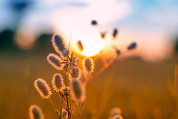 Wildflowers at sunset close-up. White thorny flowers.