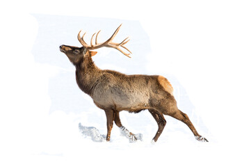 Reindeer in snow is isolated on white background for design as the oject of the new year and...