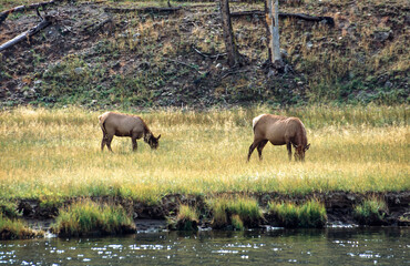Moose cows grazing in meadow in Yellowstone National Park