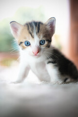 Cute kitten on my bed