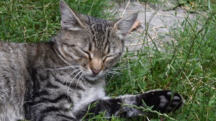 Naklejka na ściany i meble Young grey tabby cat with closed eyes laying among green grass and herbs