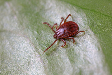 Ticks live on wild plants in the North China Plain