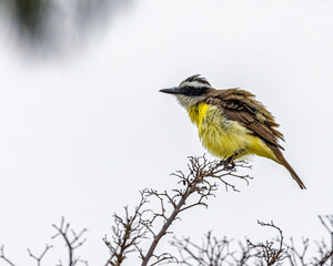 Obraz premium A fluffy bird perched on a leafless tree branch