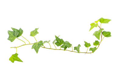 ivy isolated on a white background.