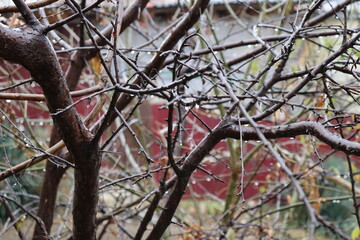 branches of an tree in winter