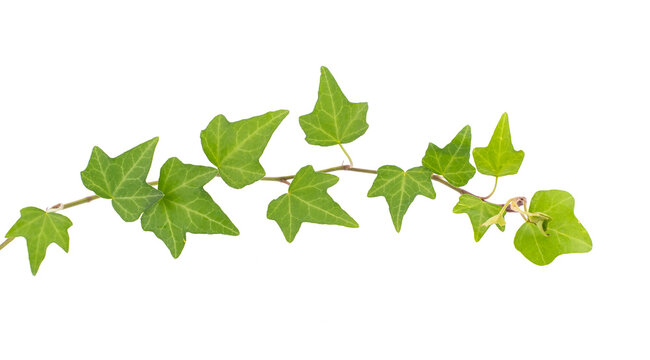 ivy isolated on a white background.