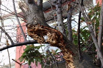 tree in the forest