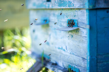 Obraz na płótnie Canvas Beehive with bees.