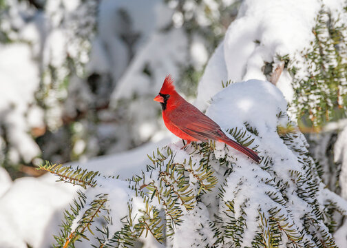 Northern Cardinal (mail) on pine in snow