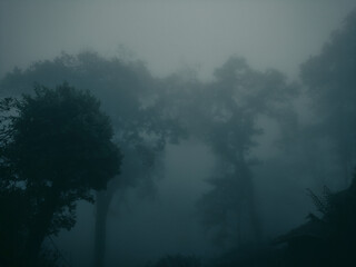 Naklejka premium The misty pine tree forest standing among dense winter fog in morning at Lolegaon, Kalimpong. A popular travel destination mostly for nature lovers in West Bengal, India.