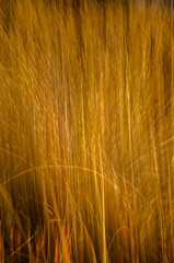 Barrido abstracto para fondo bosque amarillo azul naranja