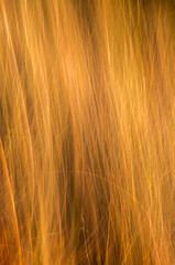 Barrido abstracto para fondo bosque amarillo azul naranja